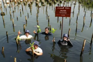 Mangrove di Kawasan Pesisir Jakarta Terus Diperkuat untuk Menghadapi Perubahan Iklim