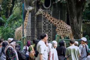 Masyarakat Mengunjungi Taman Margasatwa Ragunan di Libur Tahun Baru Islam