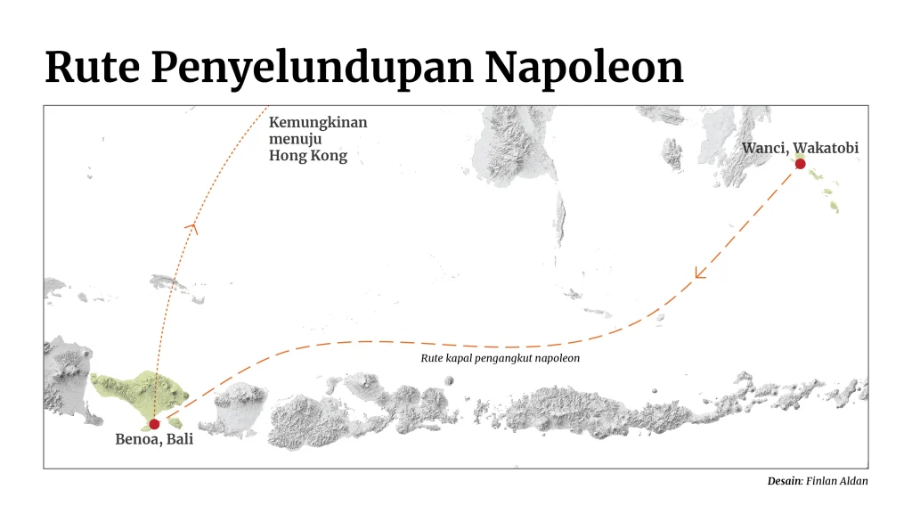 Napoleon, Hong Kong, dan Cerita Panjang Perdagangan Ilegal dari Laut Indonesia