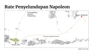 Napoleon, Hong Kong, dan Cerita Panjang Perdagangan Ilegal dari Laut Indonesia