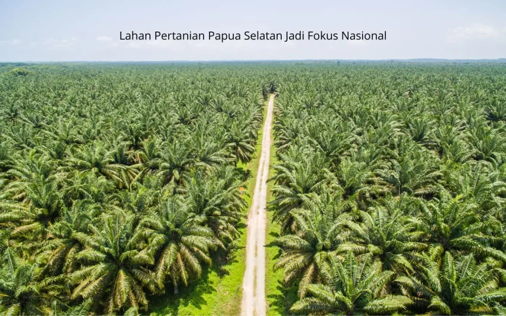 Pemerintah Alokasikan US$294,1 Juta untuk Mengembangkan Pertanian Modern di Papua