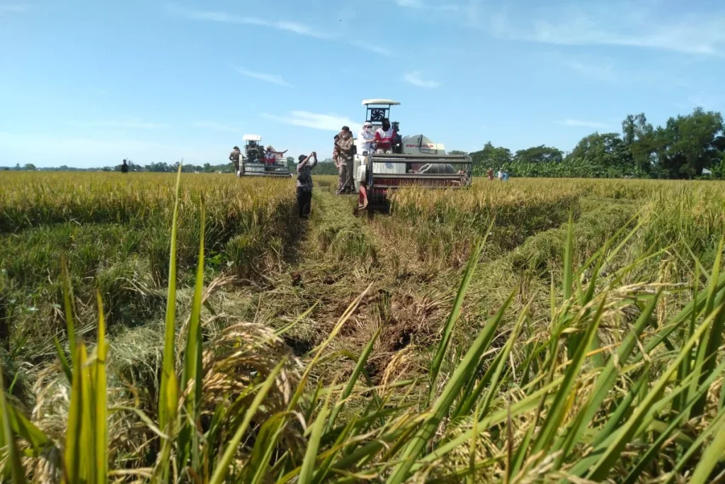 Pemkab Pidie Pacu Pemulihan Sawah, 287 Hektare Sudah Panen Dua Kali