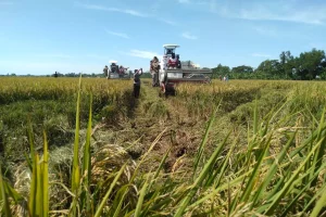 Pemkab Pidie Pacu Pemulihan Sawah, 287 Hektare Sudah Panen Dua Kali