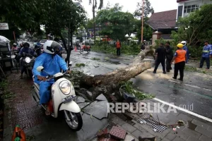 Pengendara Sepeda Motor Tertimpa Pohon Tumbang di Jatinangor, Satu Orang Kritis