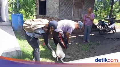 Perempuan di Jembrana Meninggal Dunia Akibat Rabies Setelah Digigit Kucing
