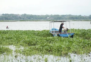 Pertamina Patra Niaga Ubah Eceng Gondok Menjadi Sumber Nilai Ekonomi