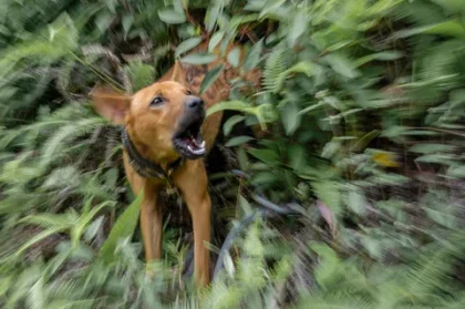 Polisi Selidiki Kematian Bocah yang Digigit Anjing Pemburu di Jasinga Bogor