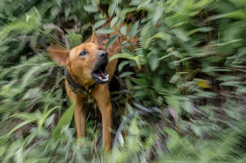 Polisi Selidiki Kematian Bocah yang Digigit Anjing Pemburu di Jasinga Bogor