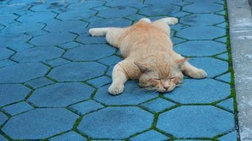 Pria Semarang Ditangkap Polisi karena Membuang Kucing di Jembatan