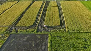Produksi Padi Merauke Naik 66 Persen pada 2025