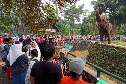 Ragunan Diminta Tambah Petugas Setelah Insiden Kandang Gajah