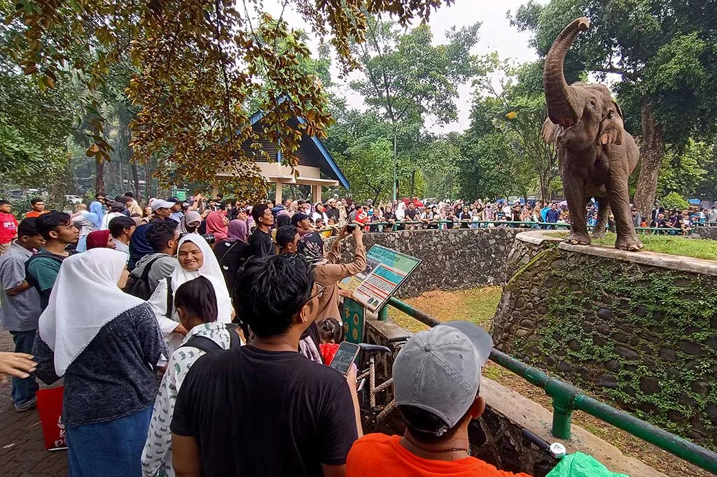 Ragunan Diminta Tambah Petugas Setelah Insiden Kandang Gajah
