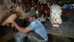 RI Masih Impor 3,7 Juta Ton Susu, Produksi Lokal Baru Penuhi 20% Kebutuhan