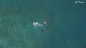 Sekutu AS Klaim Kemenangan atas China di Laut China Selatan