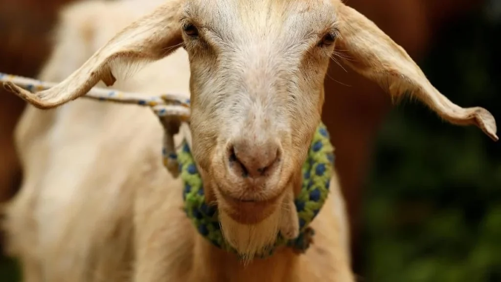 Susu Kambing Selandia Baru Meledak di Indonesia, Penjualan Meningkat Dua Kali Lipat