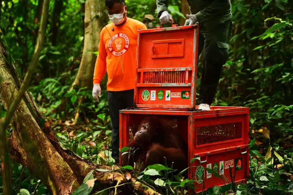 Tiga Orangutan Kalimantan Dilepasliarkan ke Hutan Lindung Gunung Batu Mesangat