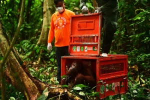Tiga Orangutan Kalimantan Dilepasliarkan ke Hutan Lindung Gunung Batu Mesangat