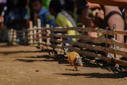 Tradisi Karapan Marmot di Lumajang: Menggabungkan Hiburan dan Warisan Budaya