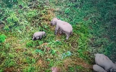 Bayi Gajah Sumatera Terjerat Perangkap di Jambi, Sudah Dilepas ke Induknya
