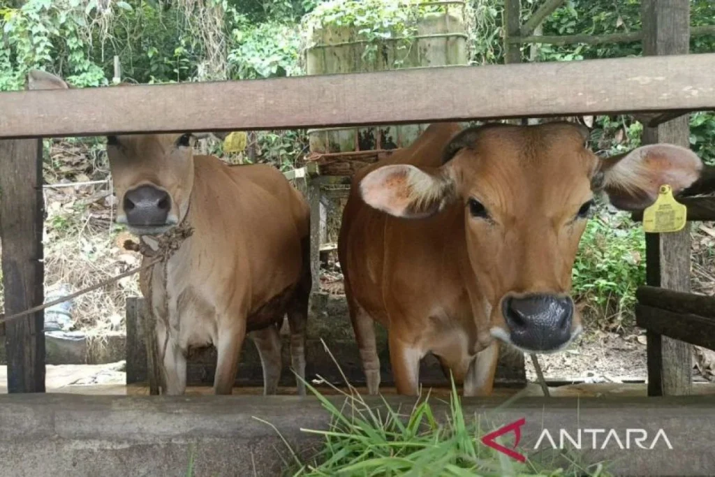Indonesia Kuatkan Pengendalian Penyakit Hewan sebelum Musim Kemarau