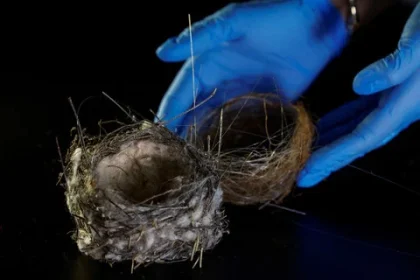 Sarang Burung dari Kabel Drone Ditemukan di Ukraina, Bukti Perang Ubah Alam