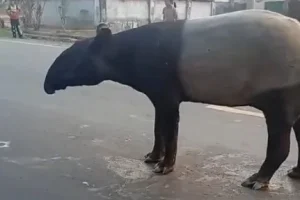 Tapir Melintas di Jalan Raya Mesuji Lampung, BKSDA Lakukan Penelusuran