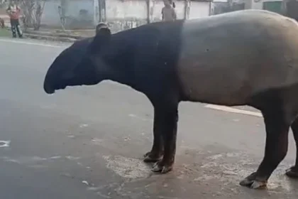 Tapir Melintas di Jalan Raya Mesuji Lampung, BKSDA Lakukan Penelusuran